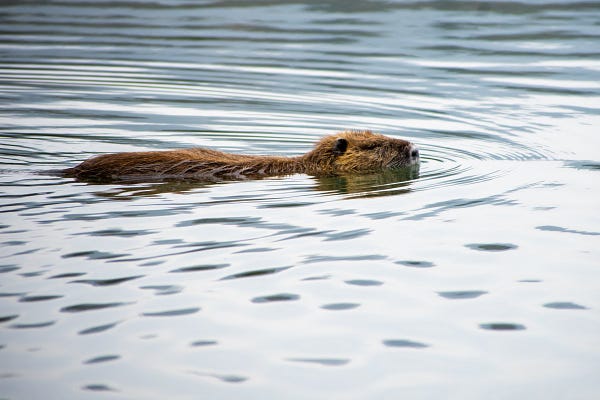 A beaver swimming in the water 