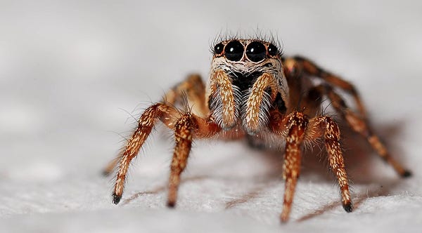 an adorable spider with googly eyes it wants to live in your house and eat stupid bugs that bug you 