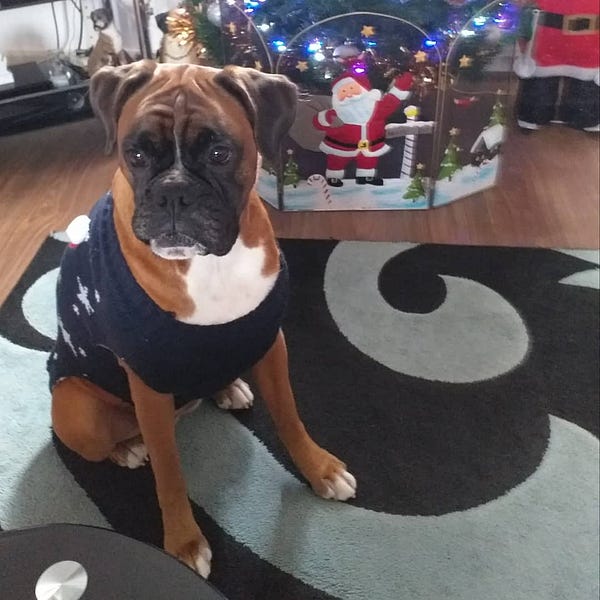 Boxer dog discount xmas jumper