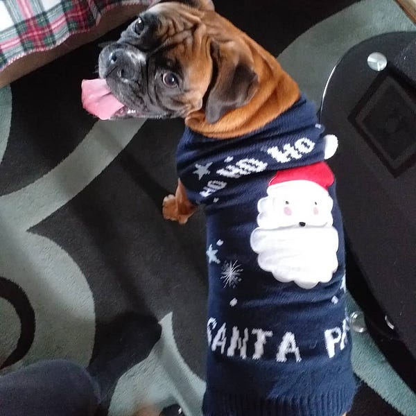 Bulldog christmas jumpers new arrivals