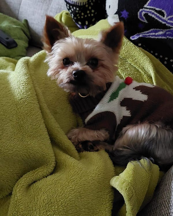 Yorkshire terrier top christmas jumper