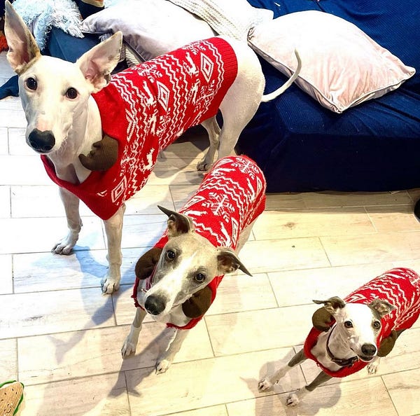 Whippet christmas jumper new arrivals