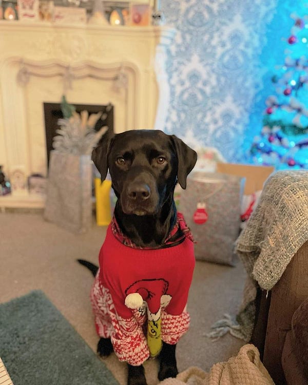 Christmas jumpers with dogs on top