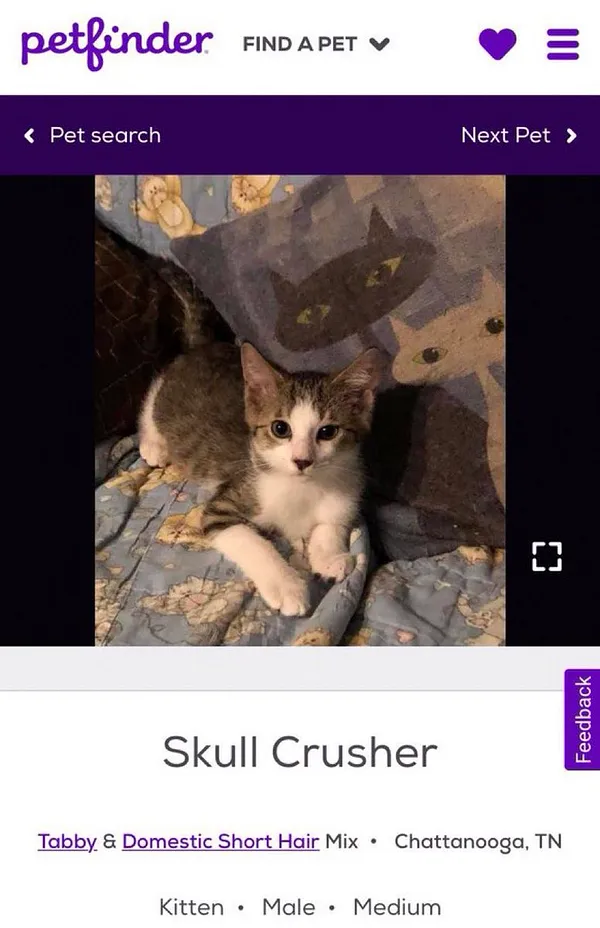 Petfinder cat discount