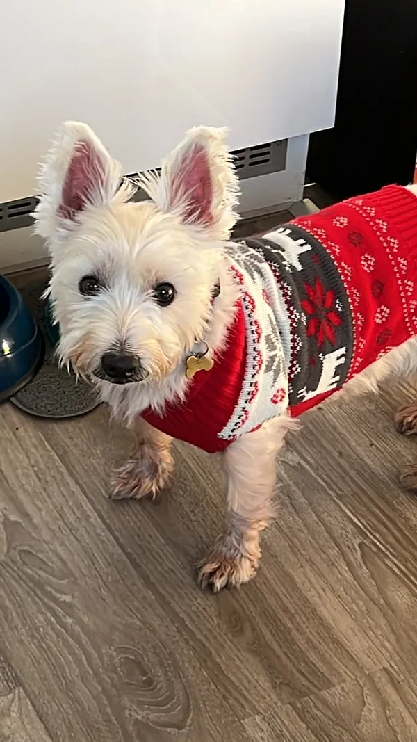 Westie sales christmas jumpers