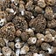 VINTAGE MORELS 
