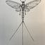 Ephemeroptera