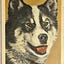 The History of Sled Dogs