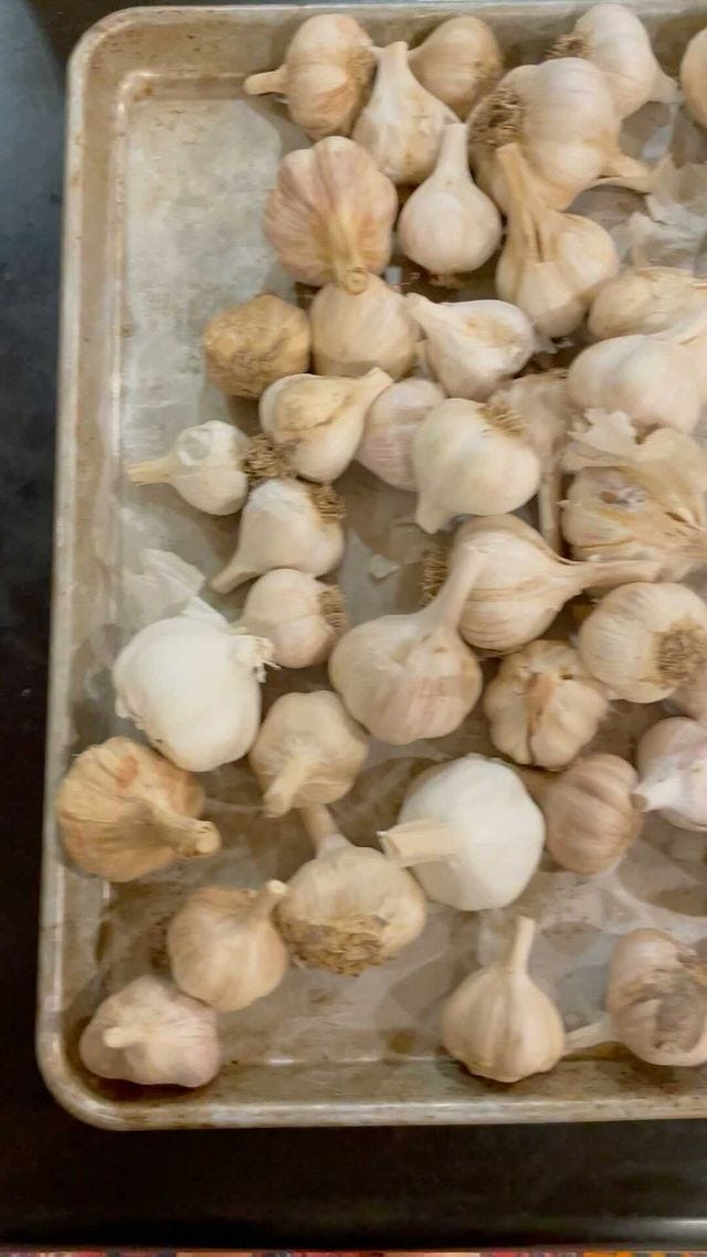 Trader Joe's Garlic Cubes Are Never Not in My Freezer