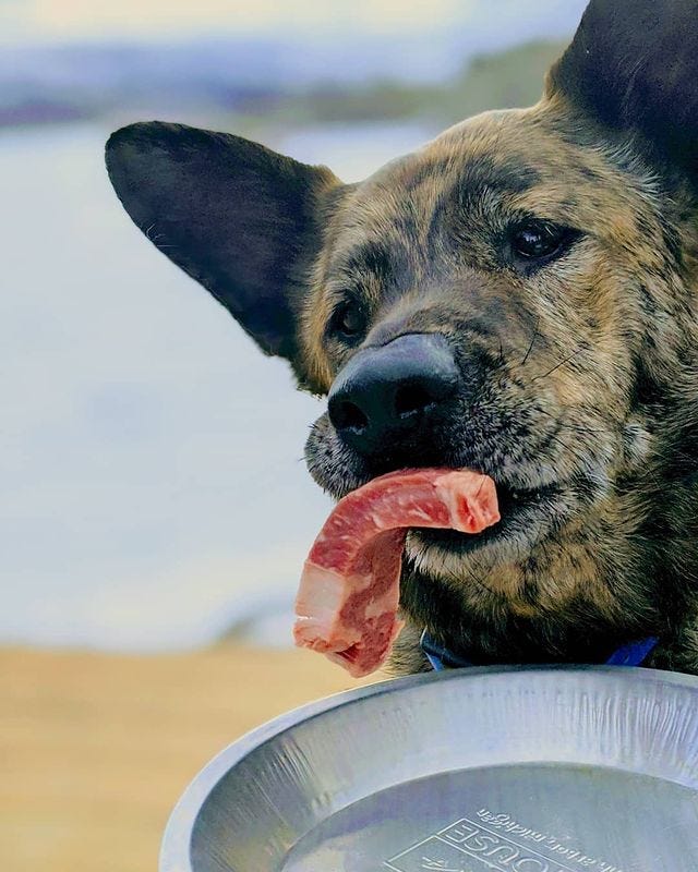 German shepherd outlet forum raw diet