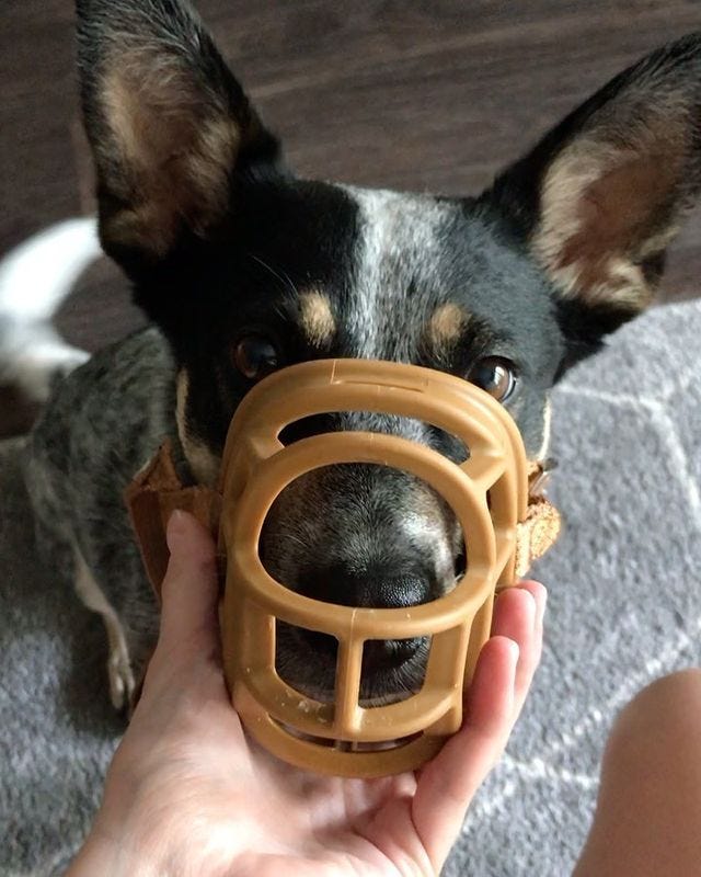 Is a muzzle a good training tool discount