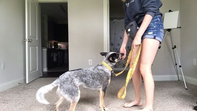 Leash pop correction outlet