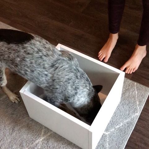 Dog feeding box clearance