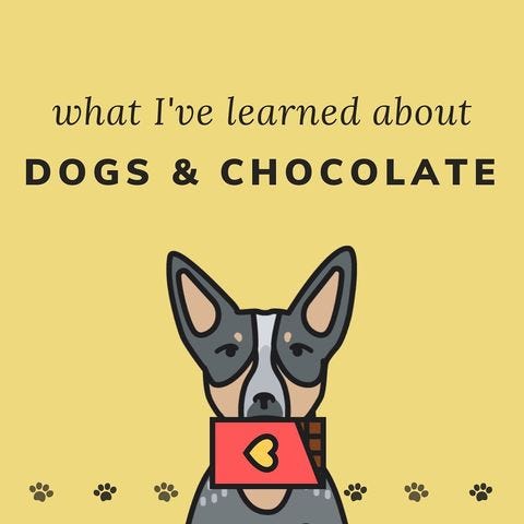 Dog ate whole chocolate bar cheap