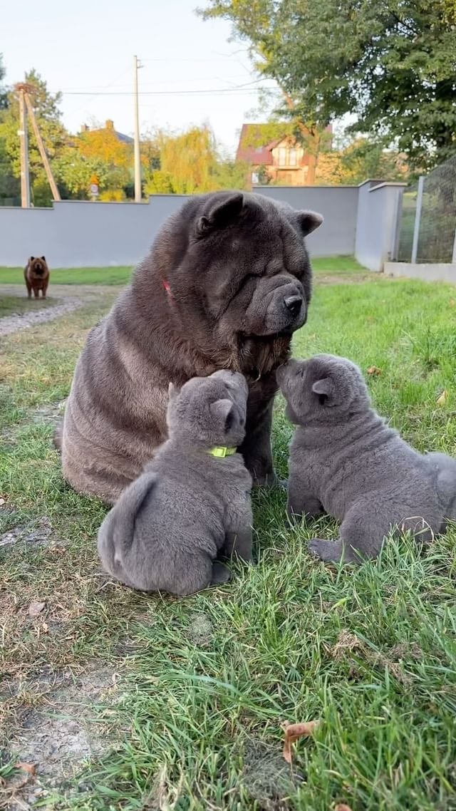 Smooth chow chow 2025