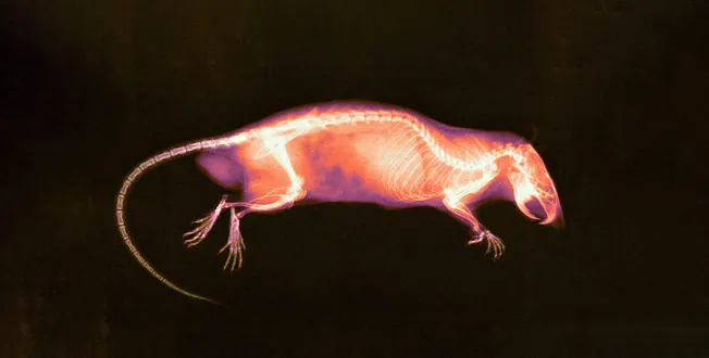 The Humans Who Live as Lab Rats