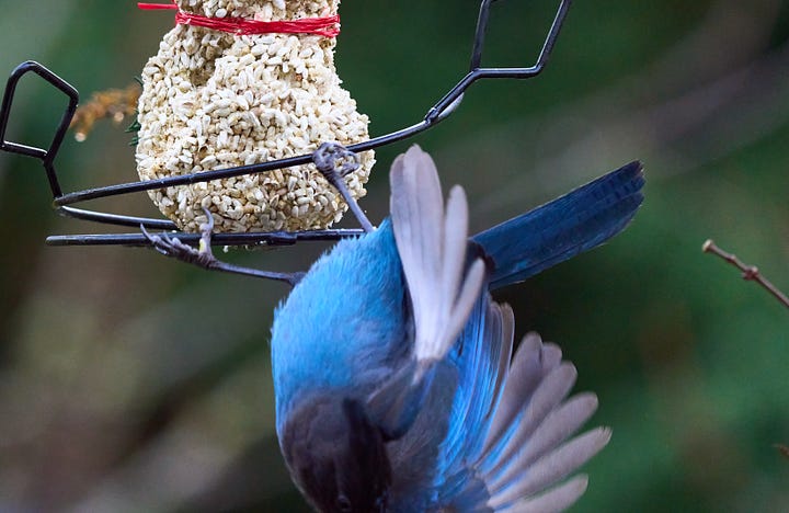 Bird tumbling while feeding.