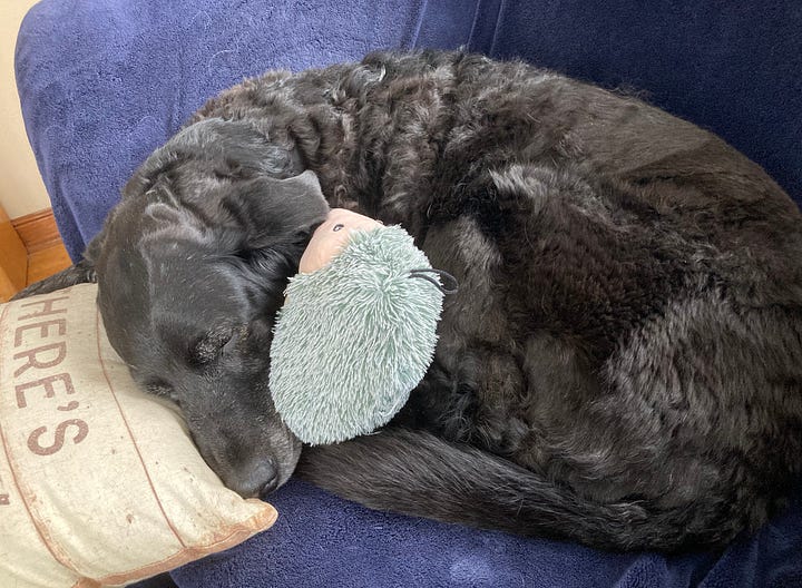 Ande the black lab curls up on a couch with a stuffed toy hedgehog and her head on a pillow that says, "There probably dog hair on this."