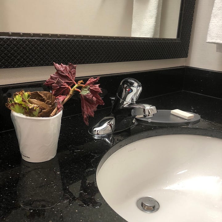 Leafy plant cuttings in a paper cup, shown next to a hotel sink and in the cupholder of a car door.
