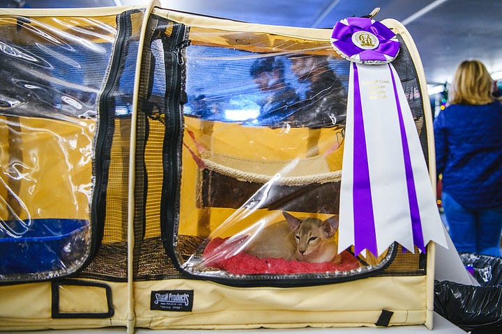 small town of cat carriers, a small sleeping cat totally unaware of the gigantic ribbon on his carrier