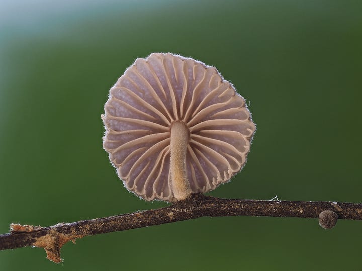 Marasmiellus subsect. Inodermini