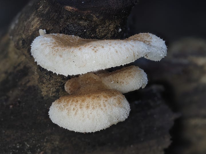 Polypore