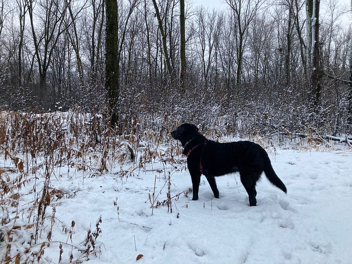A black lab stands in the snow in front of grasses and brush covered in snow, in front of bare trees.