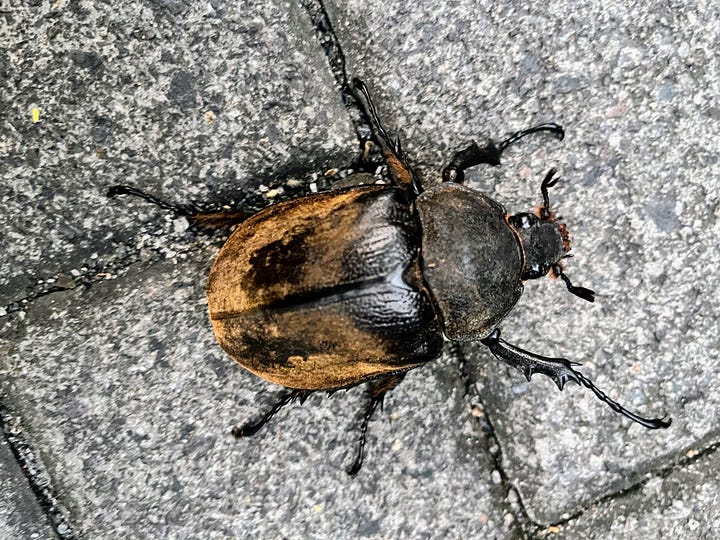 2 images, one of a large beetle about 4 inches long, one of a large grasshopper about 5 inches long