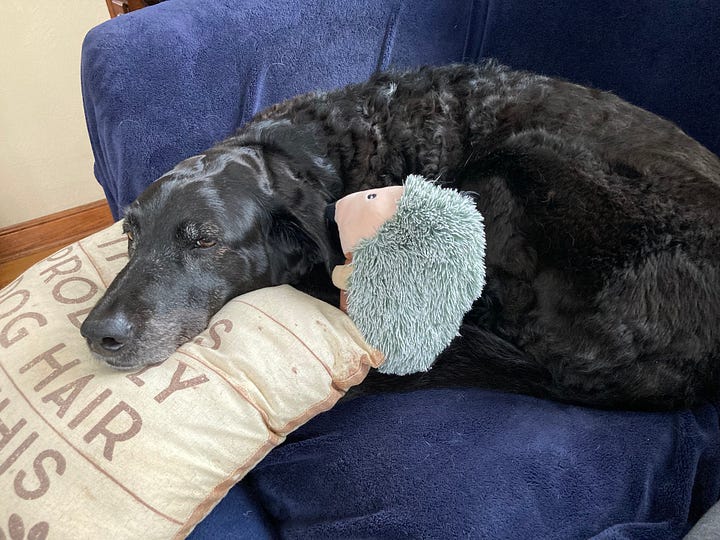 Ande the black lab curls up on a couch with a stuffed toy hedgehog and her head on a pillow that says, "There probably dog hair on this."