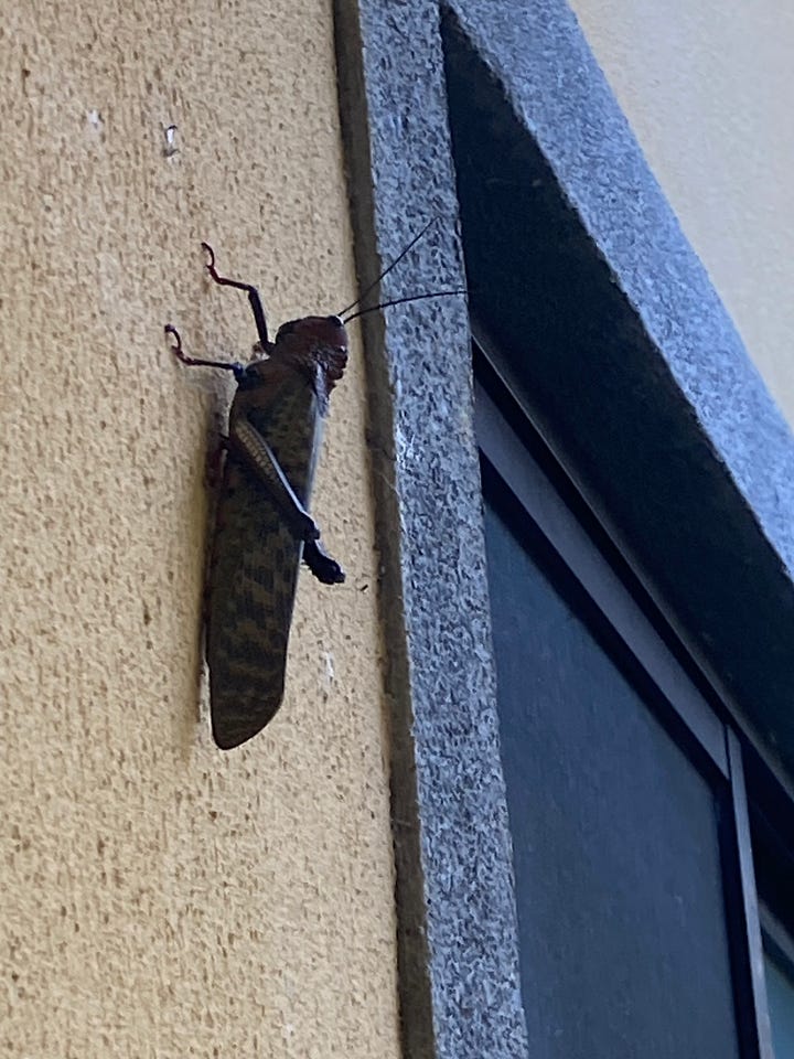 2 images, one of a large beetle about 4 inches long, one of a large grasshopper about 5 inches long