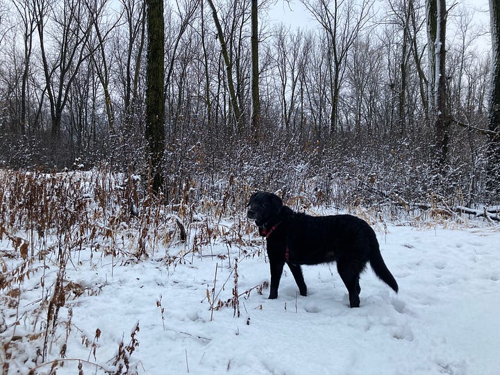 A black lab stands in the snow in front of grasses and brush covered in snow, in front of bare trees.