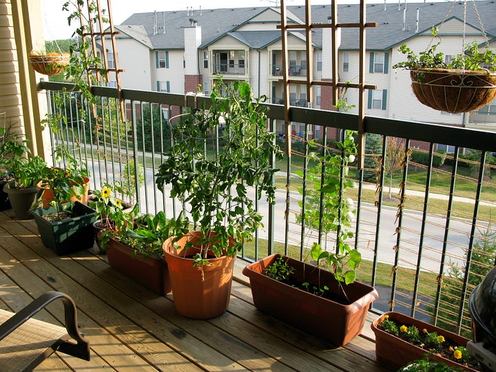 Car windshield with view of highway and small black tray of seedlings on dashboard; healthy green plants growing in pots on a balcony with view of other apartments.