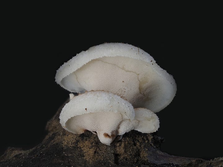 Polypore