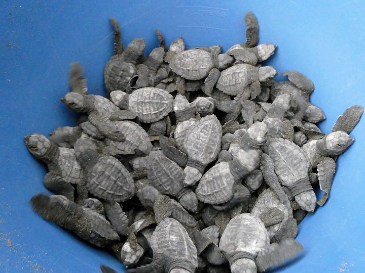 Two images. Left image of about 50 baby turtles in a blue bucket. Right image of an enclosed area with rows of round covered containers in sand, containing sea turtle eggs.