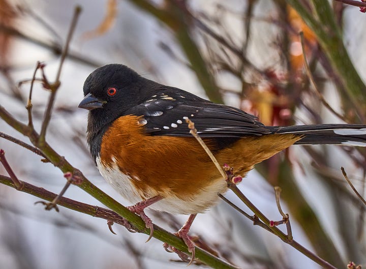 Towhees sitting in branches