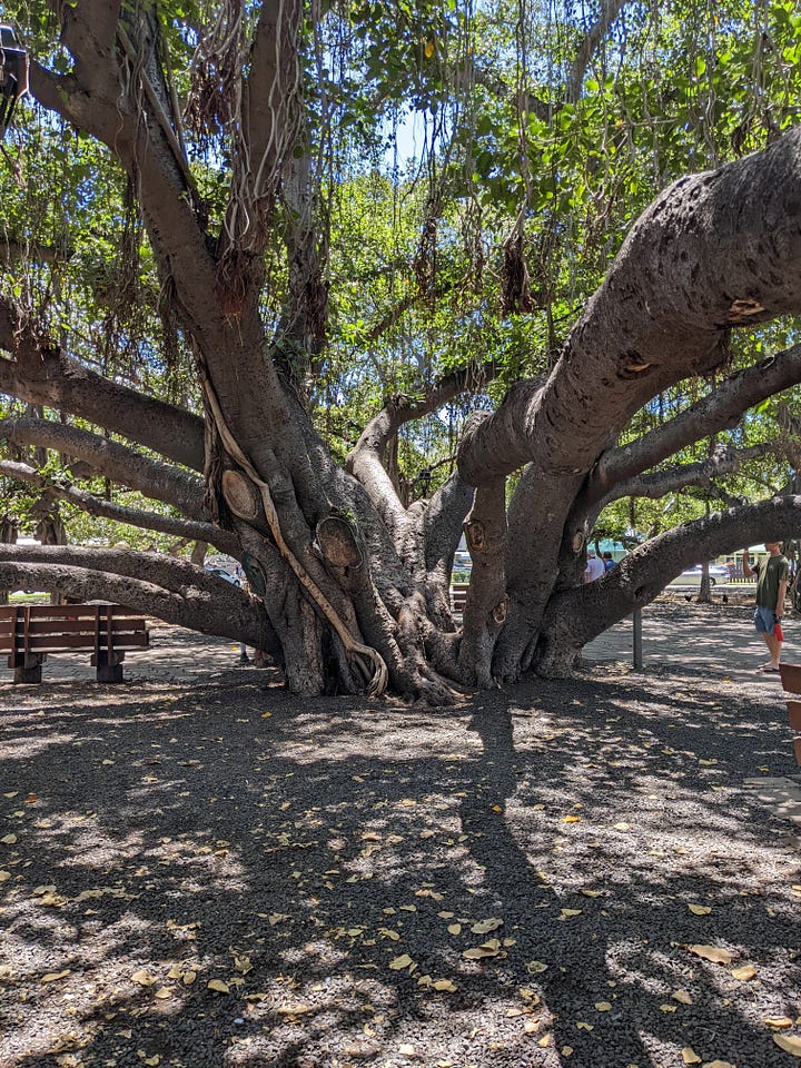 Famous banyan tree in Lāhainā, Maui.