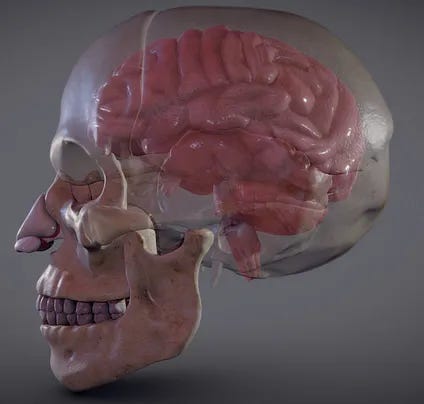 This 3D model was created by CGTrader and shows the exact relationship between the brain and the skeletal system.