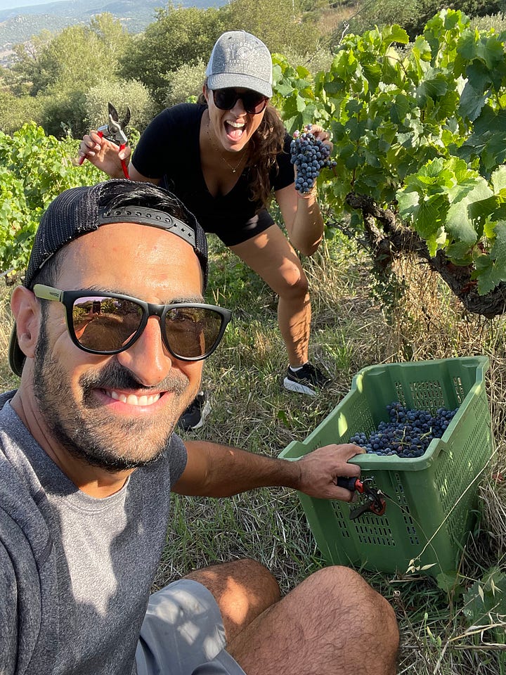 olive harvesting and grape harvesting