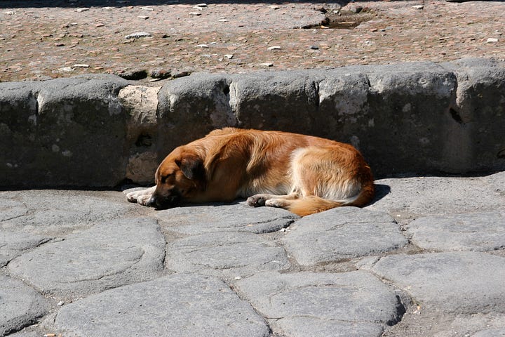 images of stray dogs in Pompeii