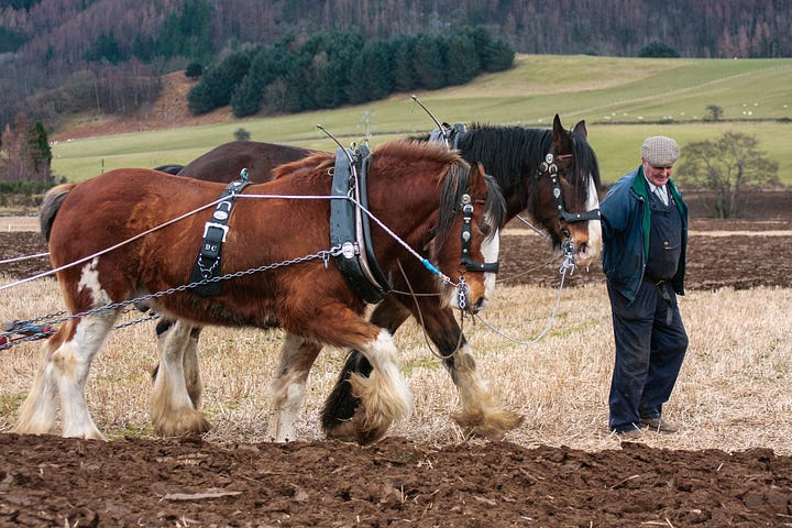 Older forms of cultivation were less carbon intensive: ploughing by a team of two Clydesdale horses and an old-fashioned, low-powered tractor © Felicity Martin