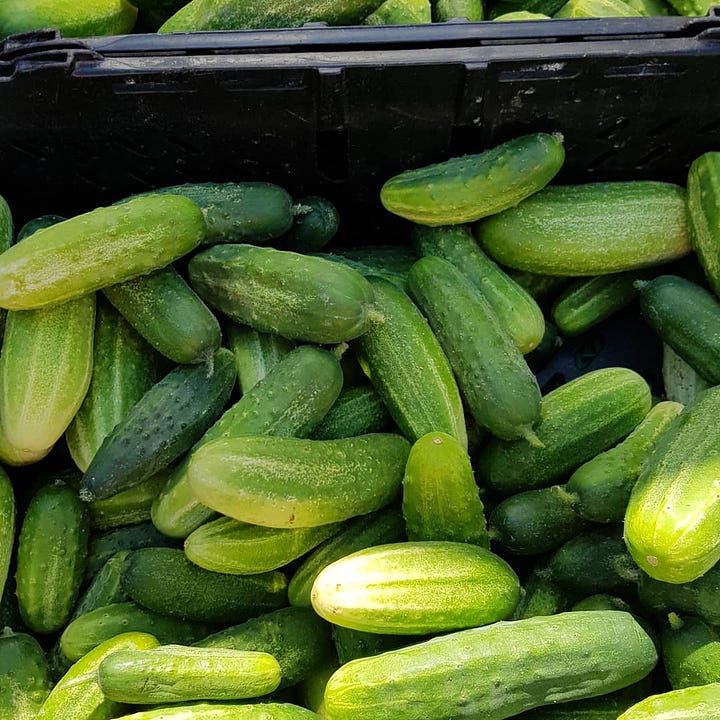 Farmers market cucumber varieties