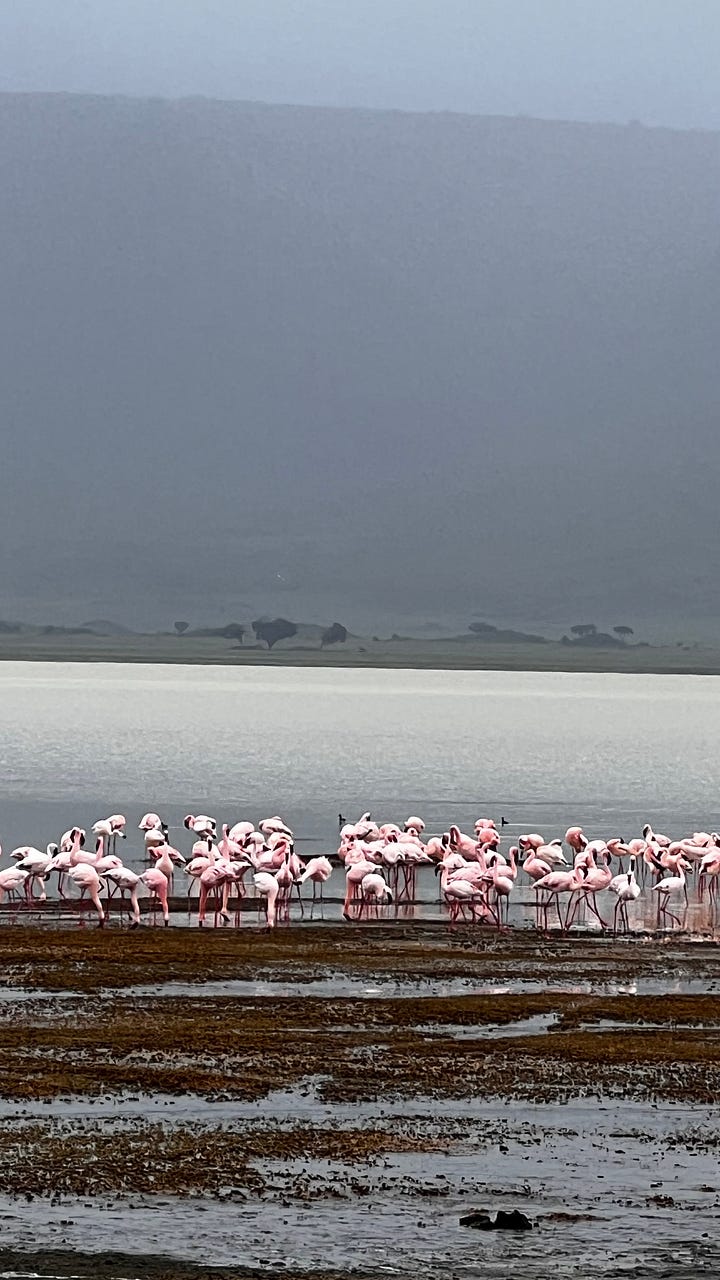 A sampling of the Safari in Tanzania. Safari shots- elephants, wildebeest, giraffe, zebras, hippos, stags, flamingos. 