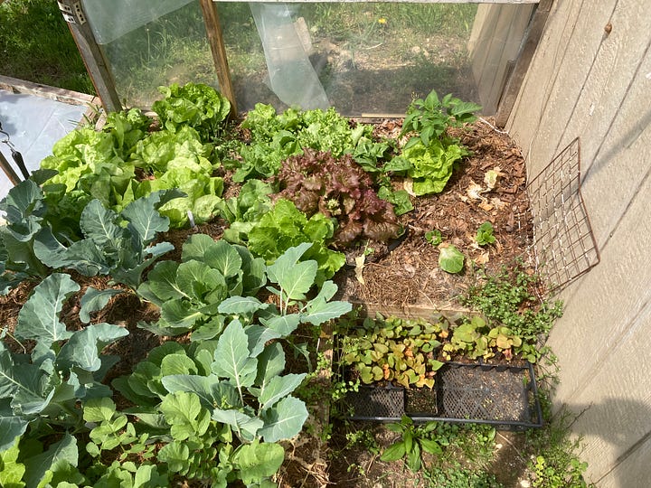 Cabbages, Radishes and Lettuce