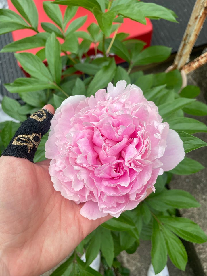 First Image of Lyss in brightly colored hanging lights, looking gleeful. Second photo of colorful cloth hanging from a line in the air. Third photo of a card from the Rest Deck that says "I will wrap rest and care around myself like a warm blanket today." Fourth photo of a gorgeous pink peony blossom.