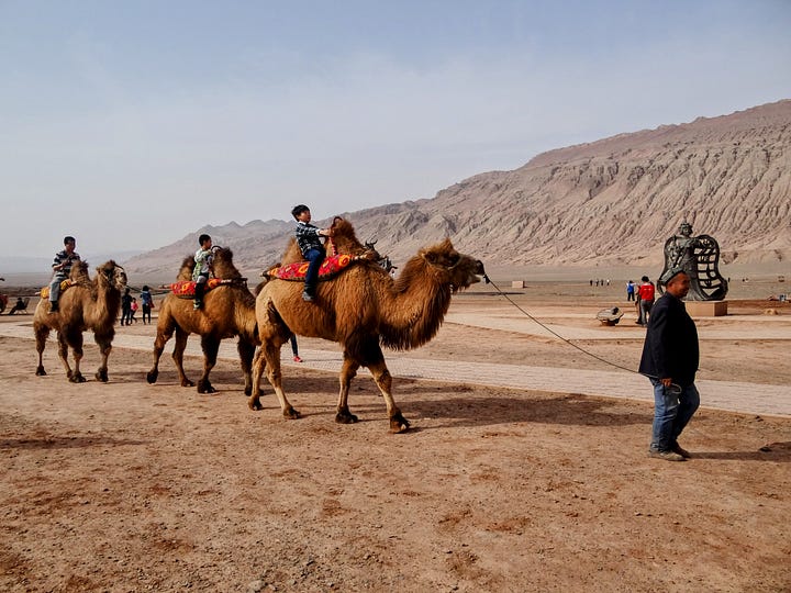 Bactrian camel Turfan