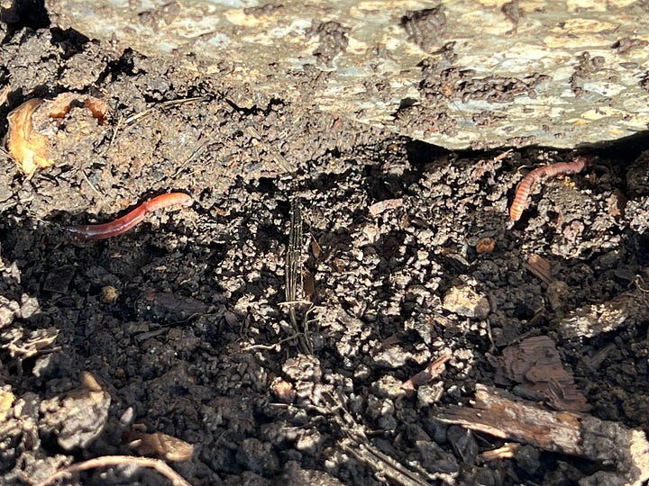 photos of different habitats in Leyton boundary garden where invertebrates can be found in winter