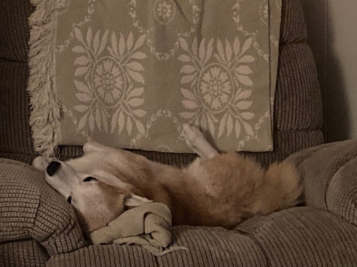 medium ginger shiba inu curled up in cosy chair, a crochet project in blue and gold, a pile of yarn skeins on the bed, same dog sat at the top of the house steps from behind