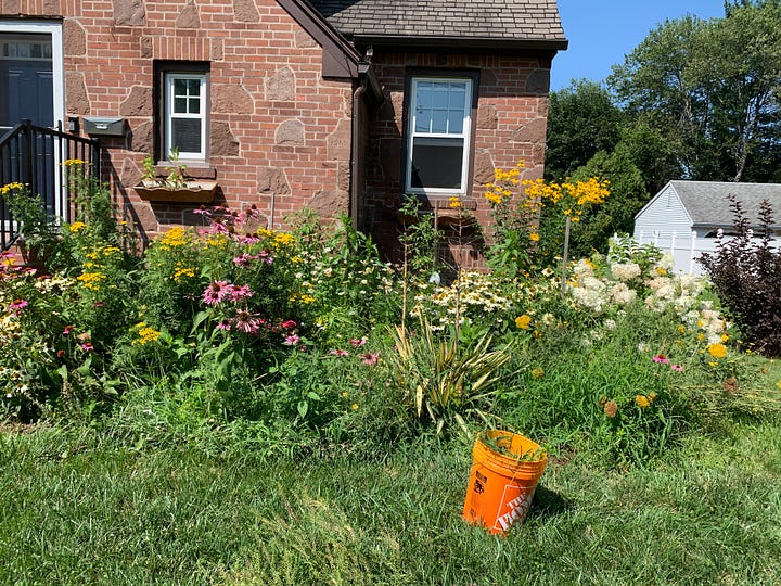 The first photo shows Amanda's neglected garden, overrun with weeds. The second photo shows a much cleaner version of the same garden, weeds cleared. 