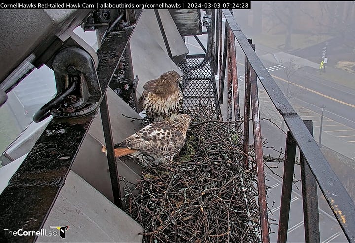 Red-tailed hawks nesting