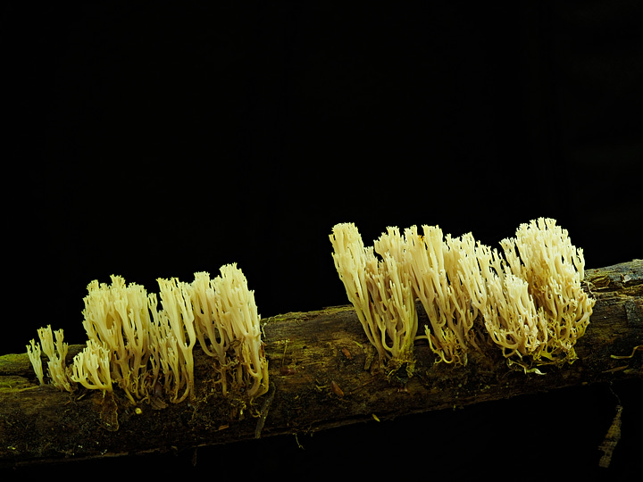 white crown tipped coral fungus on wood